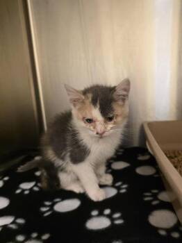 Domestic Short Hair Cats Available for Adoption in West Valley City, Utah - LADY MISMATCH | PetCurious