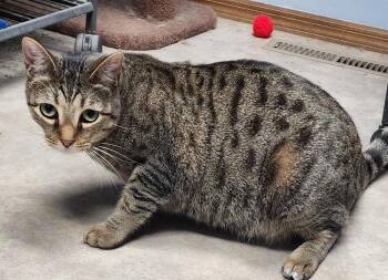 Domestic Short Hair Cats Available for Adoption - Gnocchi | PetCurious