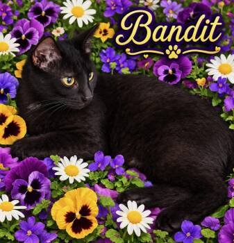 Bandit Doney -  Domestic Short Hair Cat for Adoption in Oviedo, Florida - Bandit Doney | PetCurious