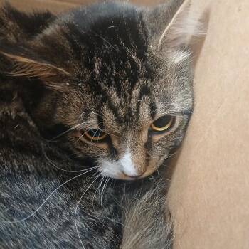 Domestic Short Hair Cats Available for Adoption in Newark, New Jersey - Tiger | PetCurious