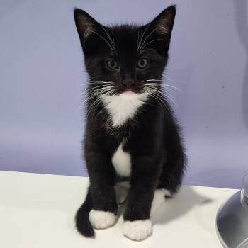 Rescue Domestic Short Hair Cats for Adoption in Portage, Michigan - Butterbeer | PetCurious