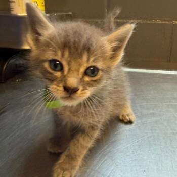 TUSC-Stray-84445_2_3 -  Domestic Short Hair Cat for Adoption in Tuscaloosa, Alabama - TUSC-Stray-84445_2_3 | PetCurious