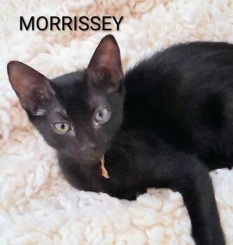 Morrissey -  Domestic Short Hair Cat for Adoption in Redondo Beach, California - Morrissey | PetCurious
