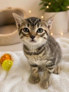 Domestic Short Hair Cats Available for Adoption in Corpus Christi, Texas - Sparkles | PetCurious