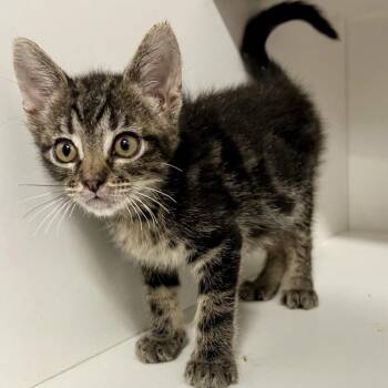 Archibald (Balrog) -  Domestic Short Hair Cat for Adoption in Saint Joseph, Missouri - Archibald (Balrog) | PetCurious
