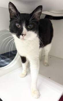 Iliza -  Domestic Short Hair Cat for Adoption in Rochester, Indiana - Iliza | PetCurious