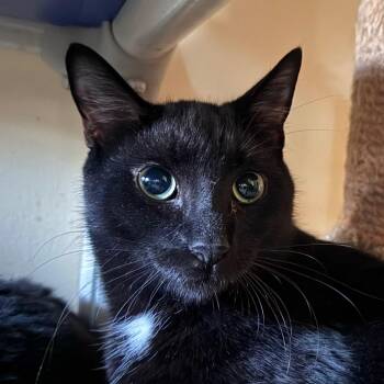 Ian -  Domestic Short Hair Cat for Adoption in Salisbury, Massachusetts - Ian | PetCurious