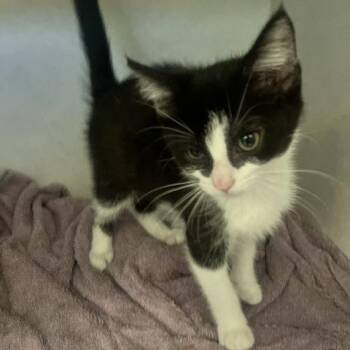 Carroll -  Domestic Short Hair Cat for Adoption in Dayton, Ohio - Carroll | PetCurious