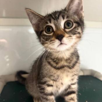 Chili -  Domestic Short Hair Cat for Adoption in Wheeling, Illinois - Chili | PetCurious
