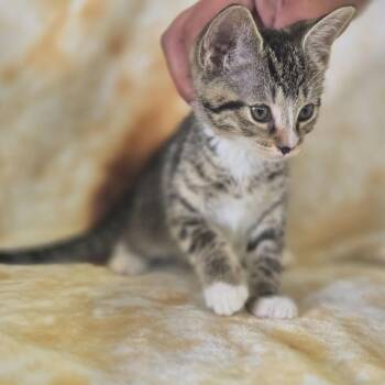 Honey -  Domestic Short Hair Cat for Adoption in Gordonsville, Tennessee - Honey | PetCurious