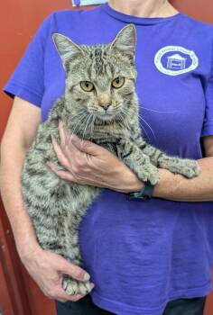 Rescue Domestic Short Hair Cats for Adoption in Parsons, Kansas - Nikki | PetCurious