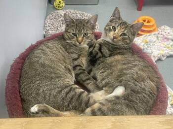 Flea -  Domestic Short Hair Cat for Adoption in Trenton, Maine - Flea | PetCurious
