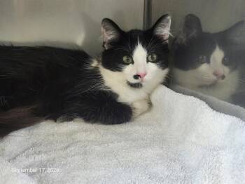 INDIGO* -  Domestic Medium Hair Cat for Adoption in Santa Cruz, California - INDIGO* | PetCurious