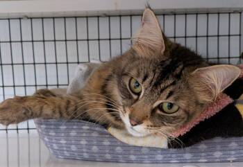 Lilly -  Domestic Short Hair Cat for Adoption in St. Augustine, Florida - Lilly | PetCurious