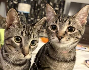Sugar & Clove -  Domestic Short Hair Cat for Adoption in Nashville, Tennessee - Sugar & Clove | PetCurious