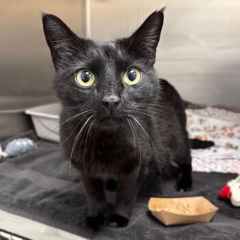 Dark Kween -  Domestic Short Hair Cat for Adoption in Wilmington, Delaware - Dark Kween | PetCurious