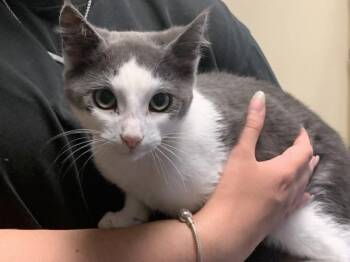 Aladdin -  Domestic Short Hair Cat for Adoption in Salinas, California - Aladdin | PetCurious