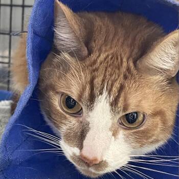 Zelder -  Domestic Short Hair Cat for Adoption in Camden, Delaware - Zelder | PetCurious