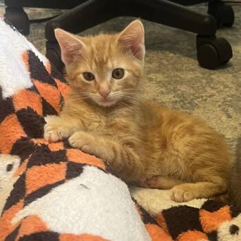 ANTONIO -  Domestic Short Hair Cat for Adoption in Hagerstown, Maryland - ANTONIO | PetCurious