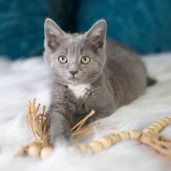Sweetie Pie -  Russian Blue and Domestic Short Hair Cat for Adoption in Brownsboro, Alabama - Sweetie Pie | PetCurious