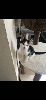 Moo moo -  Domestic Short Hair Cat for Adoption in Hayward, California - Moo Moo | PetCurious