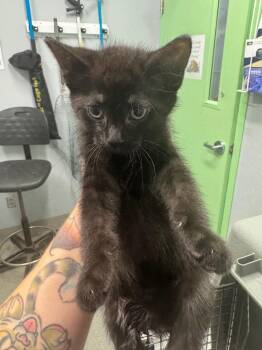 Bamboo -  Domestic Short Hair Cat for Adoption in Bloomington, Indiana - Bamboo | PetCurious