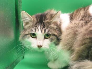 Yoanna -  Domestic Short Hair Cat Available for Adoption in Portland, Oregon - Yoanna | PetCurious