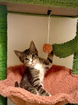 Rescue Tabby Cats for Adoption in Miami, Florida - Irvant | PetCurious