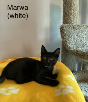 Marwa -  Abyssinian Cat for Adoption in Wyandotte, Michigan - Marwa | PetCurious