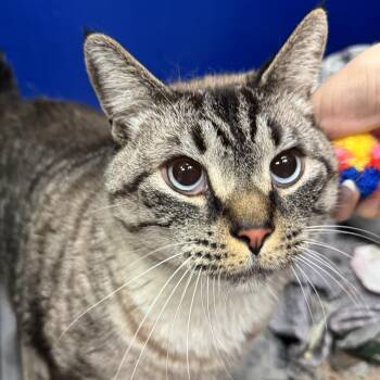 Domestic Short Hair and Siamese Cats Available for Adoption in Philadelphia, Pennsylvania - Snowball | PetCurious