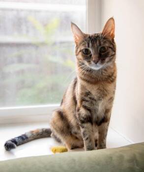 Harvest -  Domestic Short Hair Cat for Adoption in Salt Lake City, Utah - Harvest | PetCurious