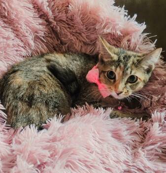 Gracie -  Torbie and Domestic Short Hair Cat for Adoption in Lombard, Illinois - Gracie | PetCurious