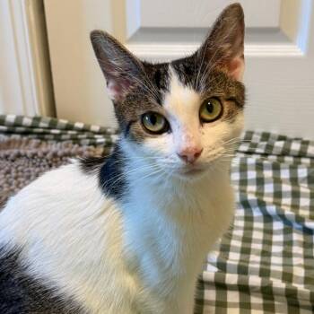 Pegasus -  Domestic Short Hair Cat for Adoption in Philadelphia, Pennsylvania - Pegasus | PetCurious
