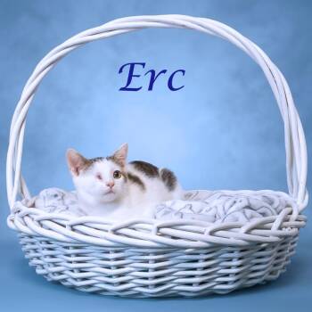Erc C26-316 -  Domestic Short Hair Cat for Adoption in Lebanon, Tennessee - Erc C26-316 | PetCurious