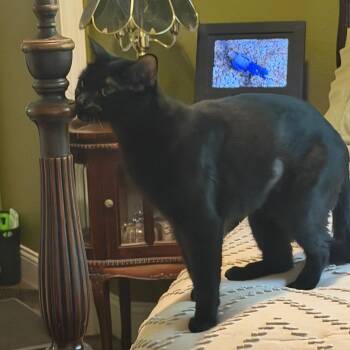 Nami -  Domestic Short Hair Cat for Adoption in Lewisville, Texas - Nami | PetCurious