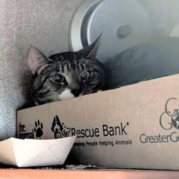 Lilith -  Domestic Short Hair Cat for Adoption - Lilith | PetCurious