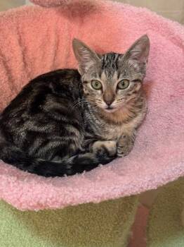 Rescue Tabby Cats for Adoption in Parlier, California - Annie | PetCurious