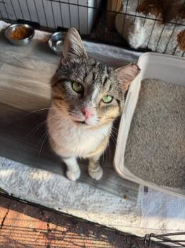 Baloo -  American Shorthair Cat for Adoption in Erwin, Tennessee - Baloo | PetCurious