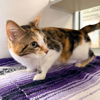 Domestic Short Hair Cats Available for Adoption in Rifle, Colorado - Eloise | PetCurious