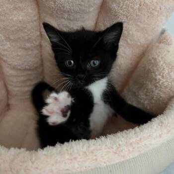 Paint -  Domestic Short Hair Cat for Adoption in New York, New York - Paint | PetCurious