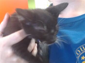 BUCK -  Domestic Short Hair Cat for Adoption in Louisville, Kentucky - BUCK | PetCurious
