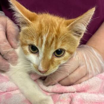 Miranda -  Domestic Long Hair Cat for Adoption in Newark, New Jersey - Miranda | PetCurious