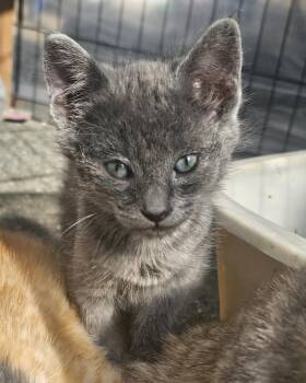 Shadow -  Russian Blue Cat for Adoption in Santa Cruz, California - Shadow | PetCurious
