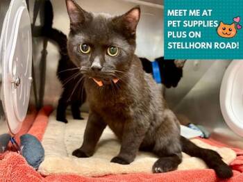 SCOOPS -  Domestic Short Hair Cat Available for Adoption in Fort Wayne, Indiana - SCOOPS | PetCurious
