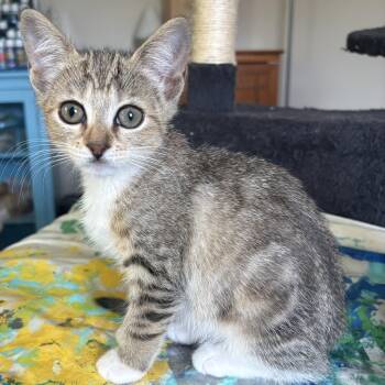 Katniss -  Domestic Short Hair Cat for Adoption in Warwick, Rhode Island - Katniss | PetCurious