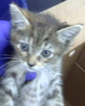 Domestic Short Hair Cats Available for Adoption in Dallas, Texas - SABINE | PetCurious