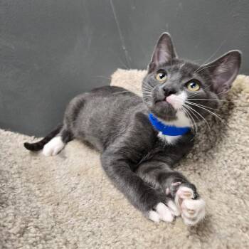 Domestic Short Hair Cats Available for Adoption in Buffalo, New York - Jacob | PetCurious