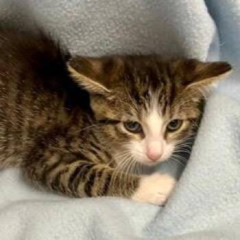 Wrangler -  Tabby Cat for Adoption in Green Valley, Arizona - Wrangler | PetCurious