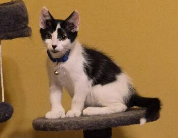 Blueberry -  Extra Toes Cat Hemingway Polydactyl and Domestic Short Hair Cat for Adoption in St. Peters, Missouri - Blueberry | PetCurious