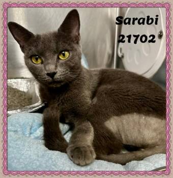SARABI -  Domestic Short Hair and Russian Blue Cat for Adoption in Marietta, Georgia - SARABI | PetCurious
